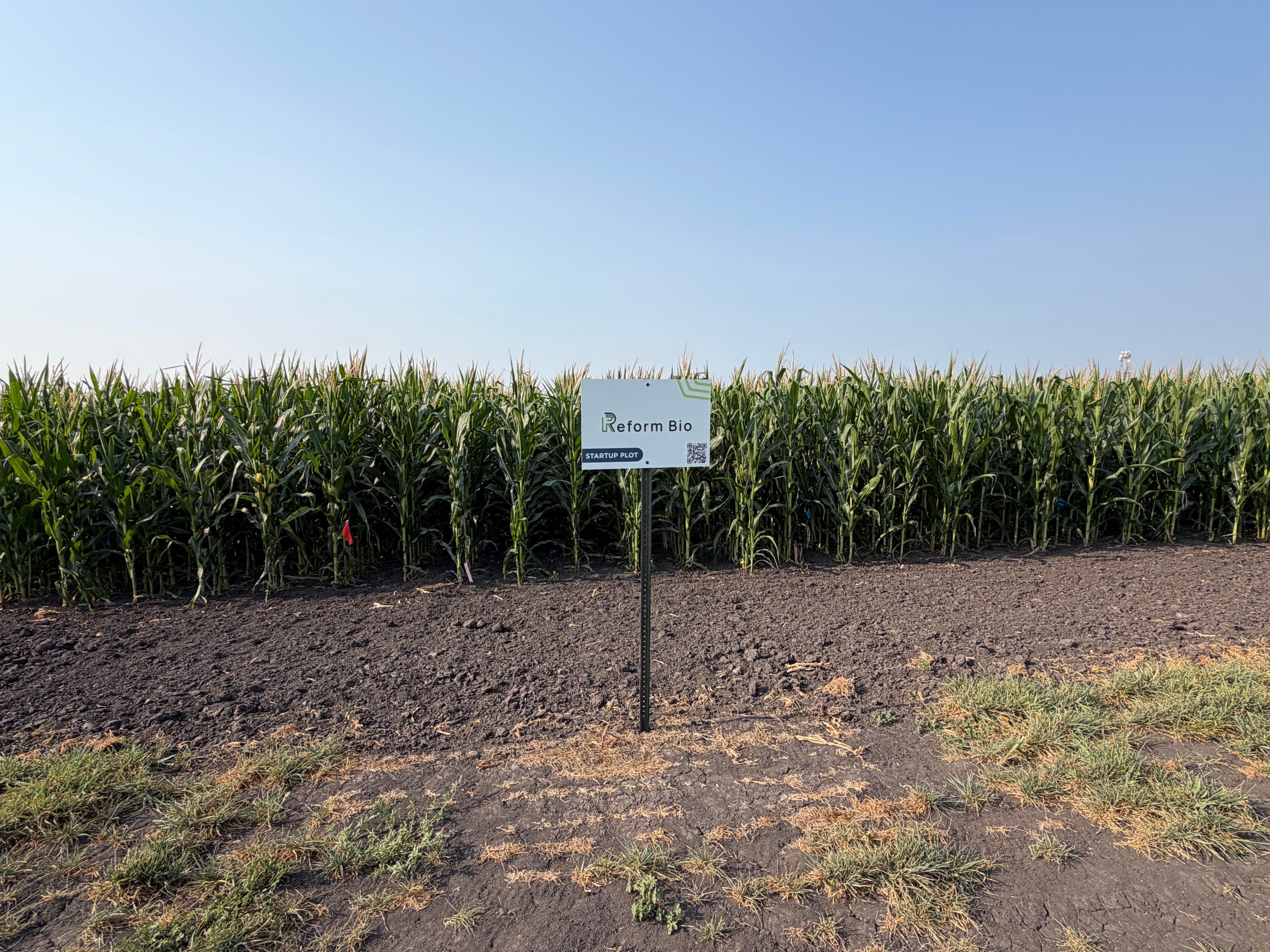 A Reform Bio 'Startup Plot' sign in a green corn field.